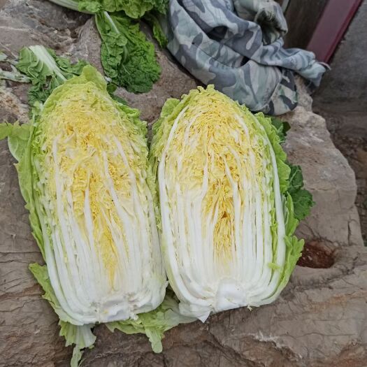 郯城县菊锦大白菜 精品黄心大白菜，大量有货，产地直销