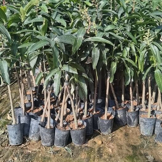 丽江 芒果苗，沃柑苗，枇杷苗。。