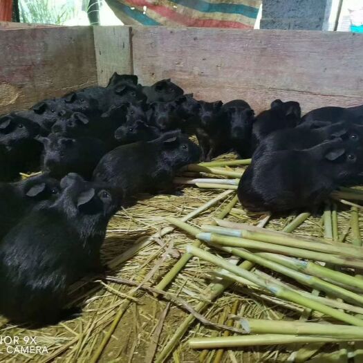 南宁荷兰鼠 中华黑豚兔