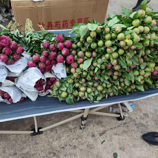 菏泽红峰  芍药鲜切花