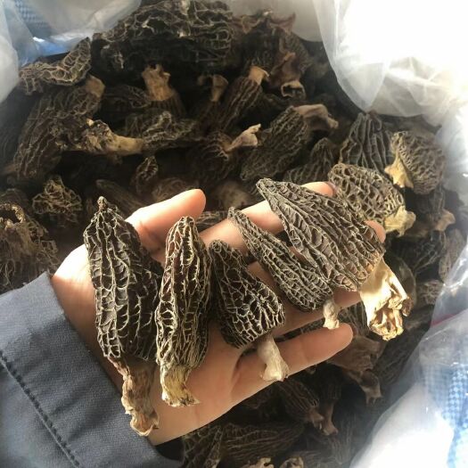 广州羊肚菌优惠款足干新货 羊肚菌 肉厚大个包邮