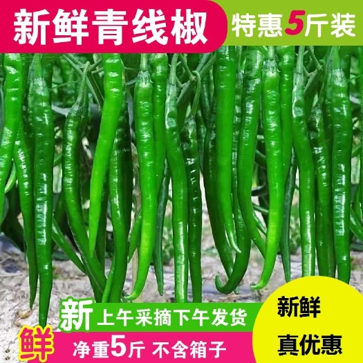 灵山县新鲜 尖椒