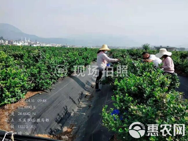 云南抚仙湖.蓝莓，自家200亩基地种植，代办包装，批发。