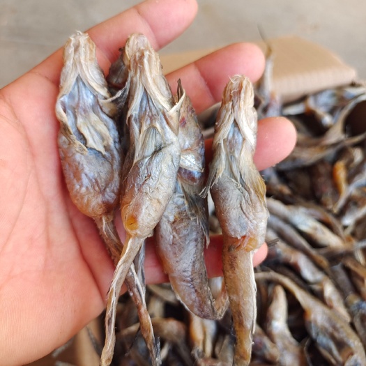 滨州沙光鱼