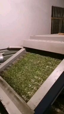 绿茶，高山绿茶，厂家直销，不满意包退