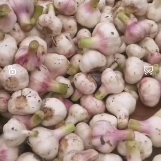 周口红皮蒜  大蒜    个头大    品相好