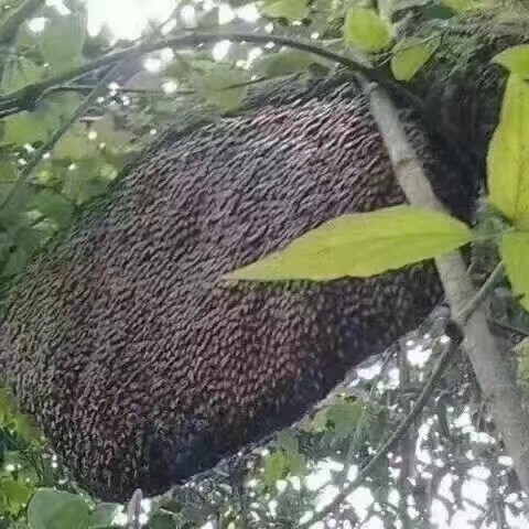 澄迈县 一级天然野蜂蜜百花蜜