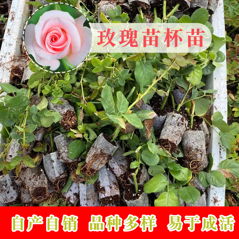 玫瑰苗  云南花苗基地四季观赏浓香玫瑰杯苗 月季小苗 现采易