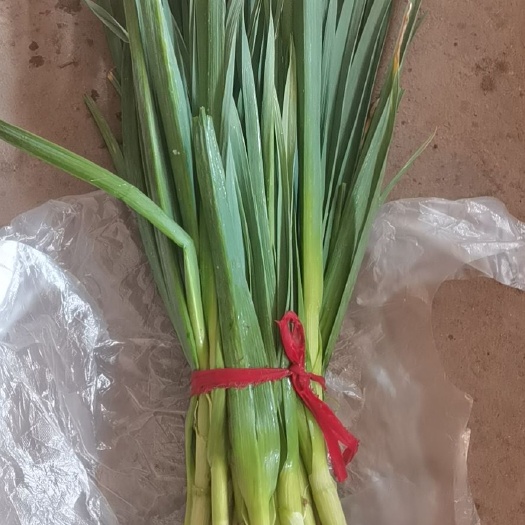 内黄县红根蒜苗 香蒜苗