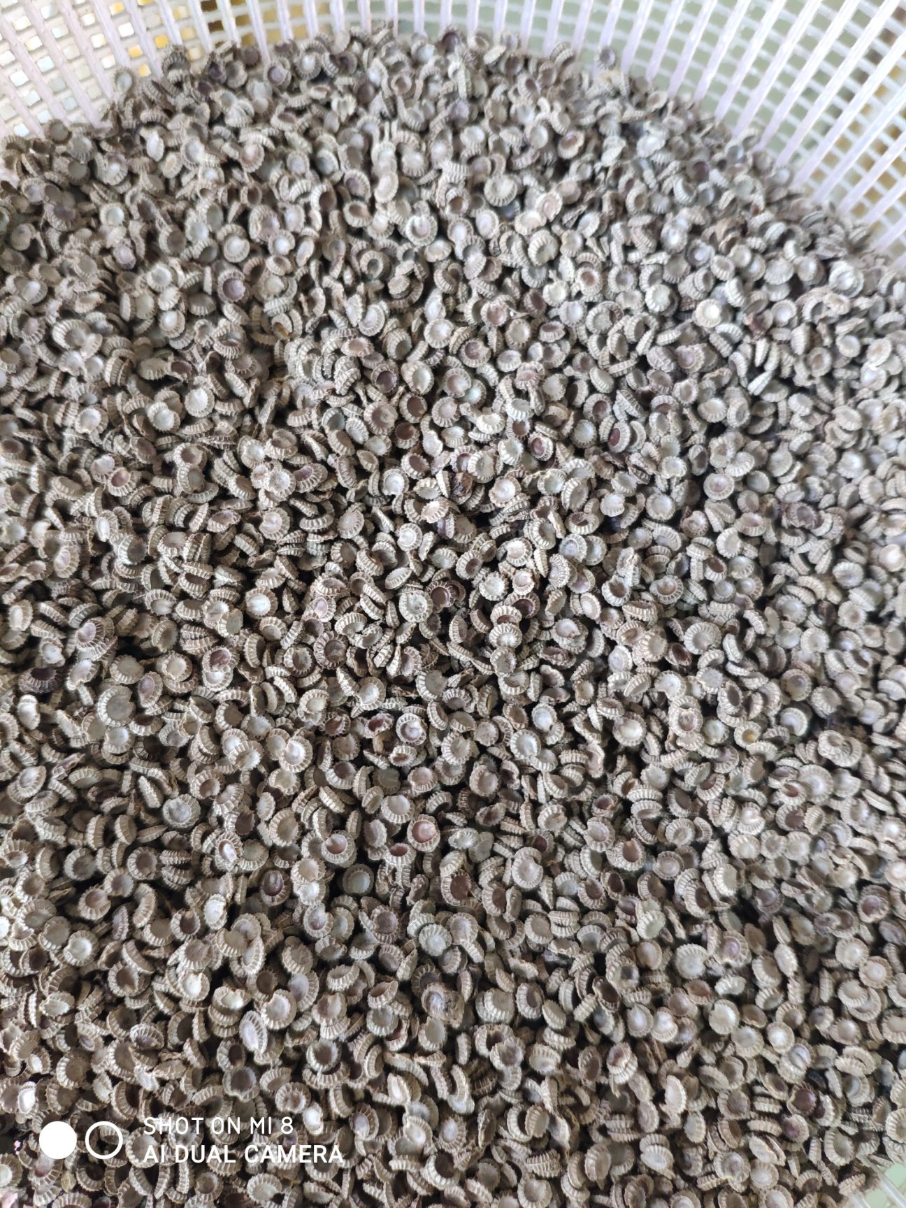 江西粉防己种苗，基地一手直发，提供多年成熟种植技术！