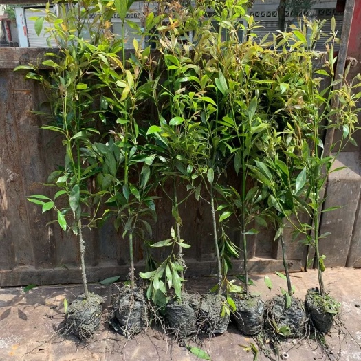 成都金丝楠木树苗 小叶桢楠树苗千亩楠木批发