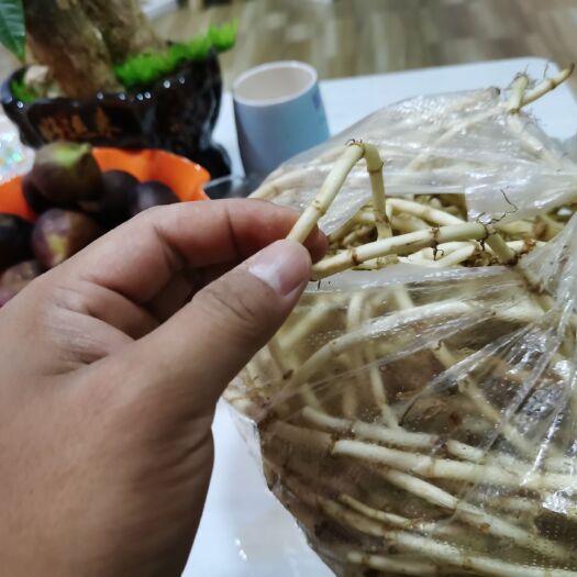 元谋县 鱼腥草