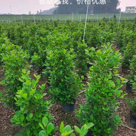 佛山 火山榕基地直销批发，低价出售，价格优惠，诚信第一欢迎老总来电