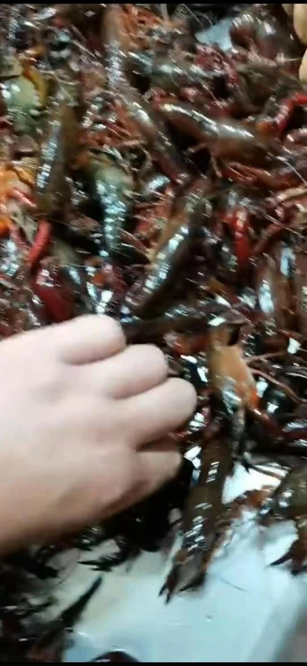 青虾山东精品清水小龙虾