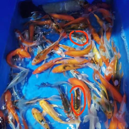 日本锦鲤 锦鲤