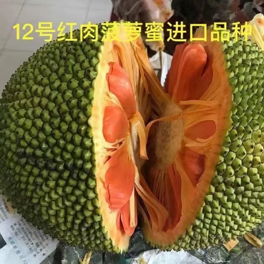 灵山县红肉菠萝蜜苗 