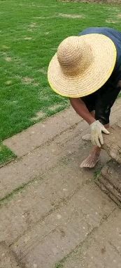 开平市草 