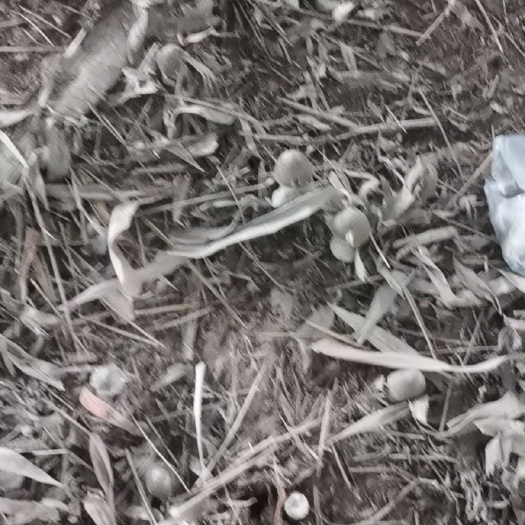 广安 鸡枞菌