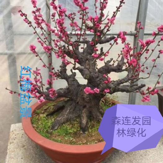 郯城县梅花基地红须朱砂梅盆景 骨里红梅盆栽 金钱绿鄂梅盆栽