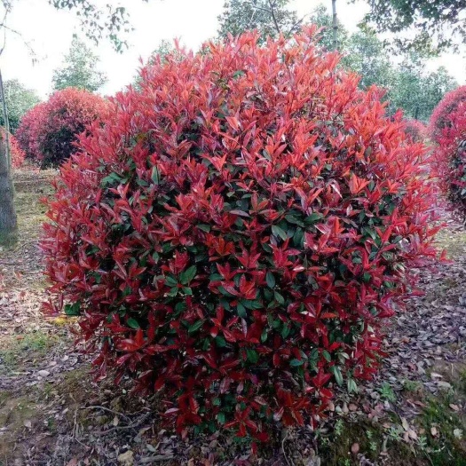 沭阳县球花石楠 红叶石楠球