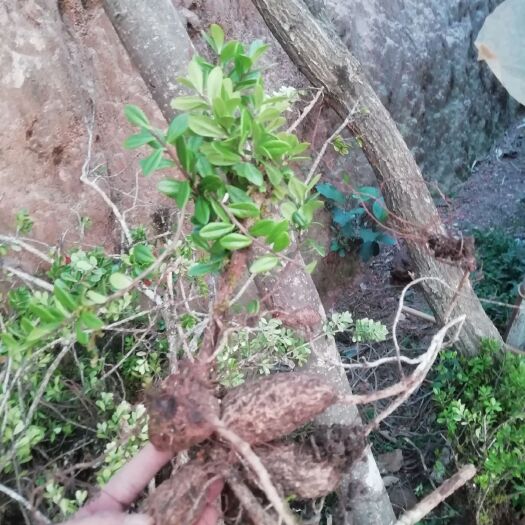 保山树萝卜盆栽 景观盆栽 云南火山榕又名树萝卜生命力强又美欢四季常青批发价