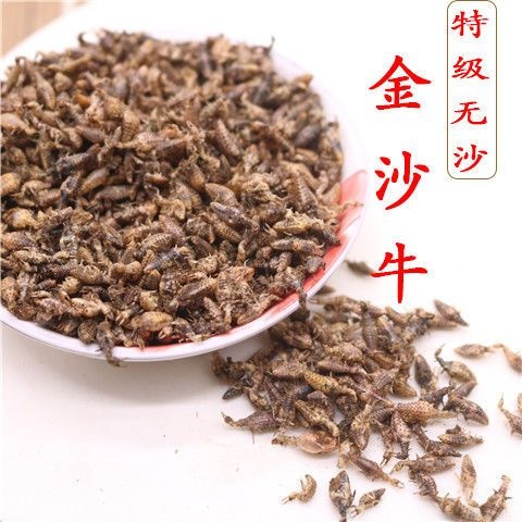 沙地采收 金沙牛中药材金砂牛倒行狗子睡虫地拱沙猫地牯牛蚁狮
