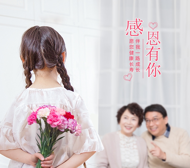 多色切花康乃馨小苗 园林绿化花卉苗木康乃馨花苗盆栽苗 易成活