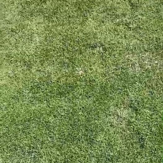 衡阳马尼拉草皮 精品马尼拉