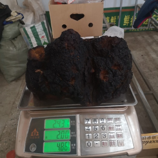 抚松县俄罗斯桦树茸  桦树茸