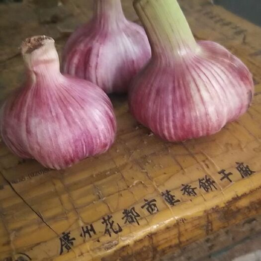 中牟县红皮蒜 河南省郑州市韩寺镇红皮大蒜