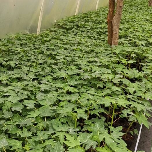 灵山县红心木瓜苗 大青红肉木瓜苗