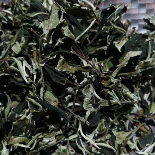 景东县 月光白