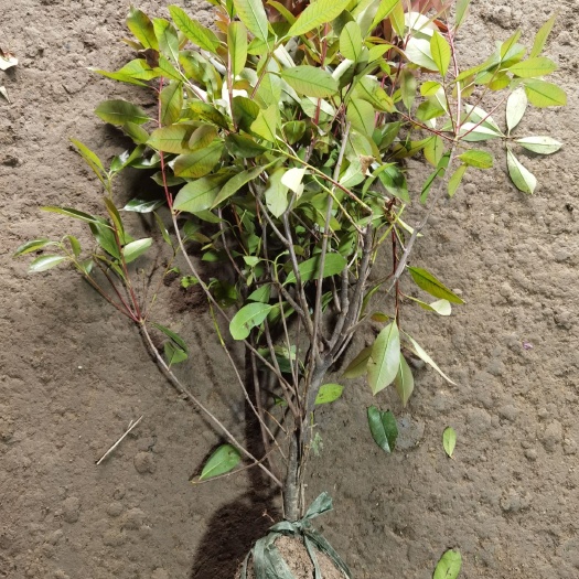 沭阳县球花石楠 红叶石楠毛球