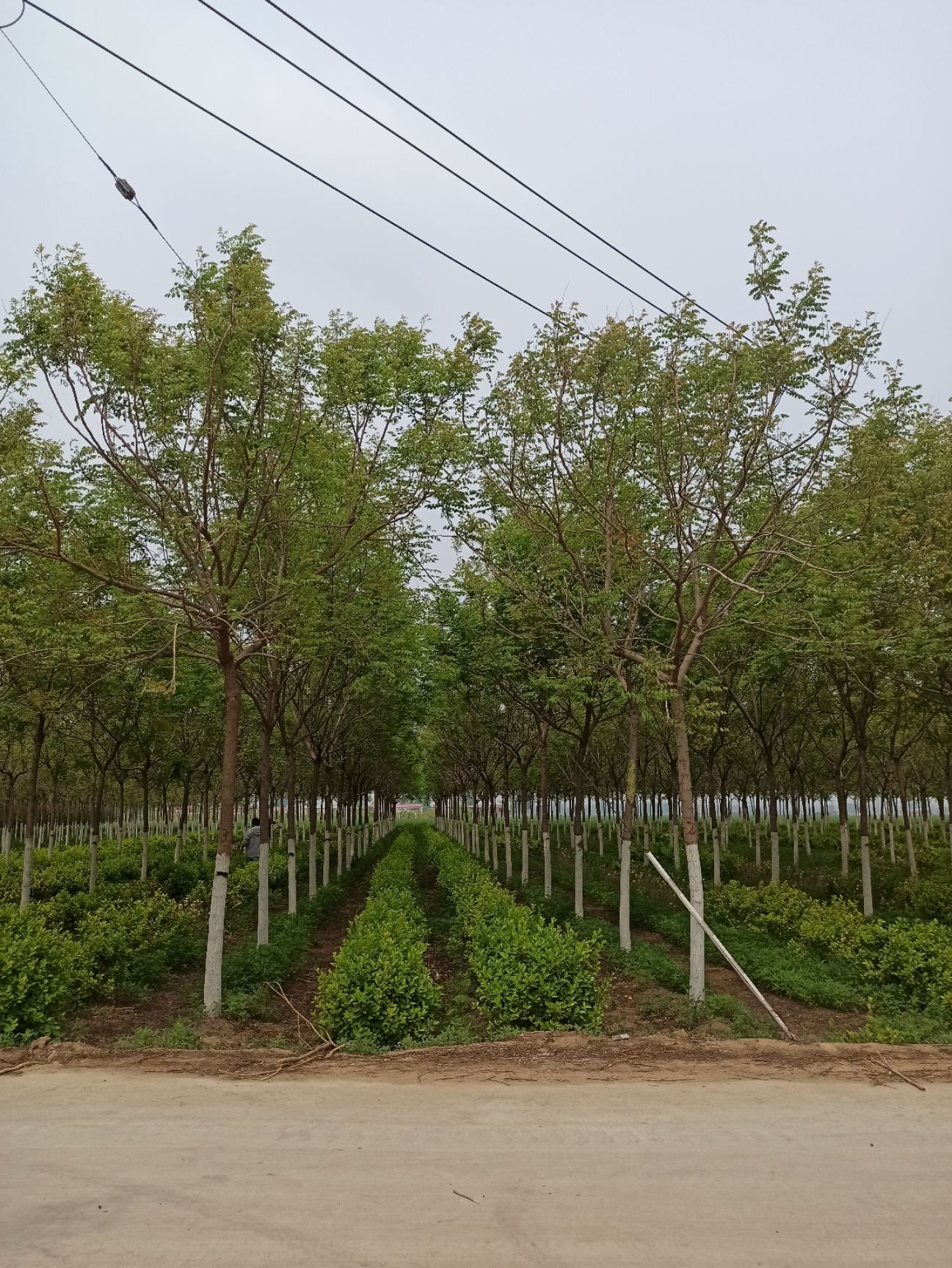 北栾基地 8公分北栾树 10公分北栾树 12公分北栾树15