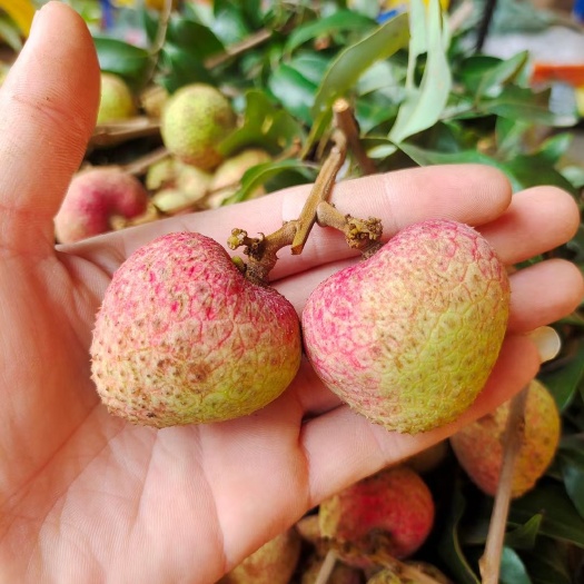 灵山县妃子笑荔枝苗  带土带叶发货 包邮