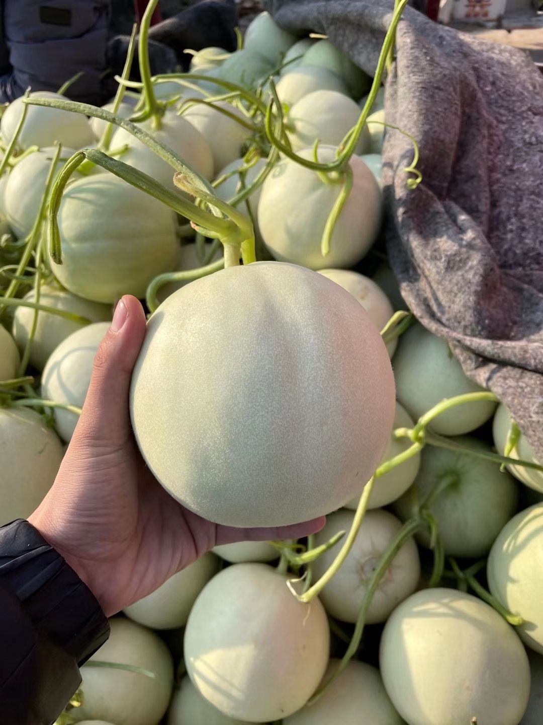 甜瓜 香瓜 大量上市需要联系我