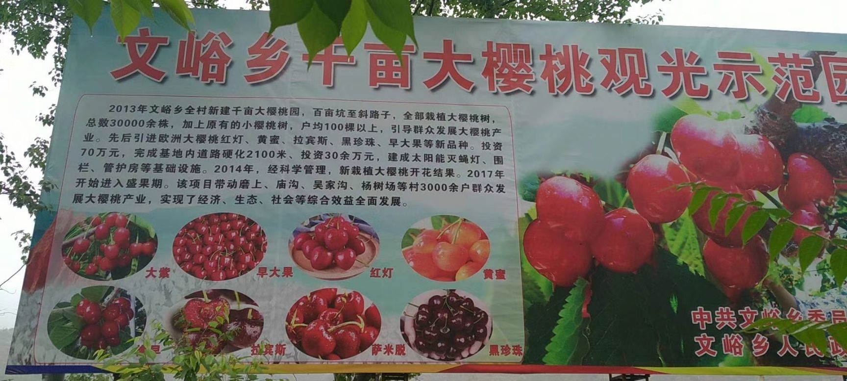 拉宾斯樱桃  红灯大樱桃