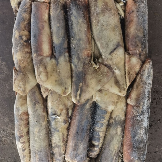 舟山枪乌贼  鱿鱼 船冻 秘鲁赤道鱿鱼 300-500g 12.5kg装
