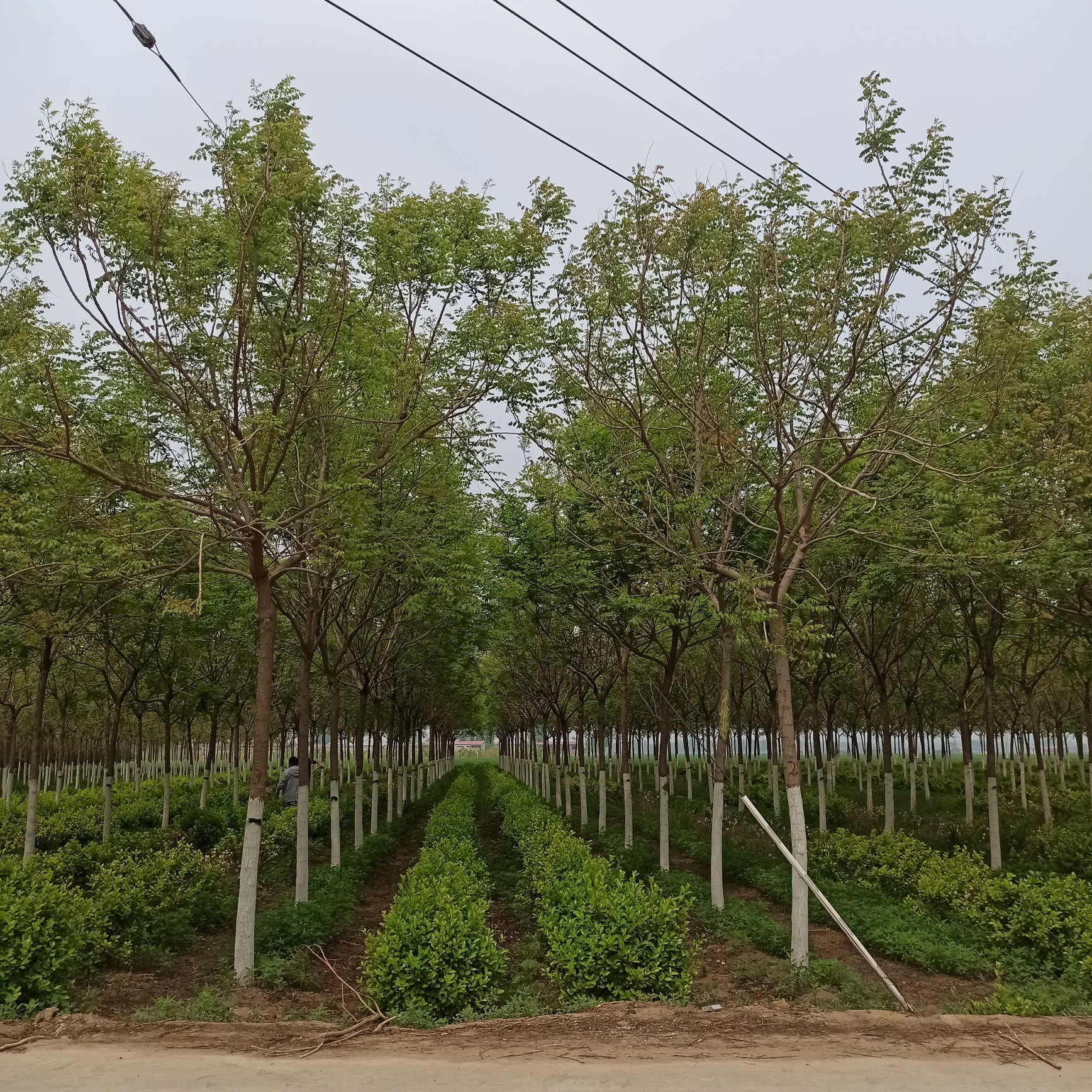 北栾基地 8公分北栾树 10公分北栾树 12公分北栾树15
