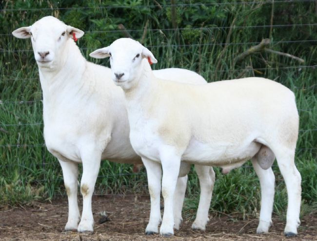 绵羊  澳洲白  纯种母羊  纯种公羊  羊羔  量大从优