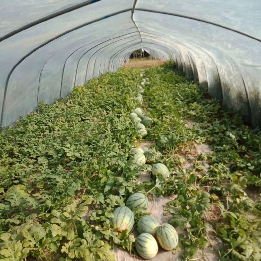 江西吉安两百亩大棚美都，8424西瓜大量上市