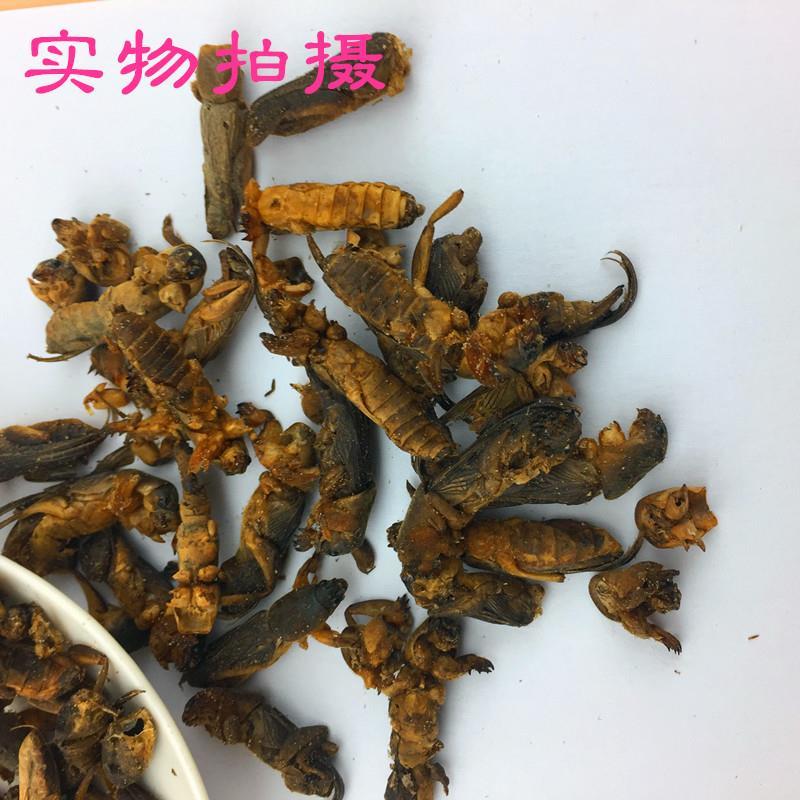 蝼蛄 正品中药材  干品 土狗 拉拉狗 拉拉蛄 多规格包邮
