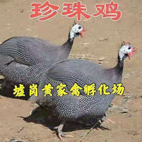 南宁热卖珍珠鸡苗，脱温珍珠鸡4两左右 厂家直销