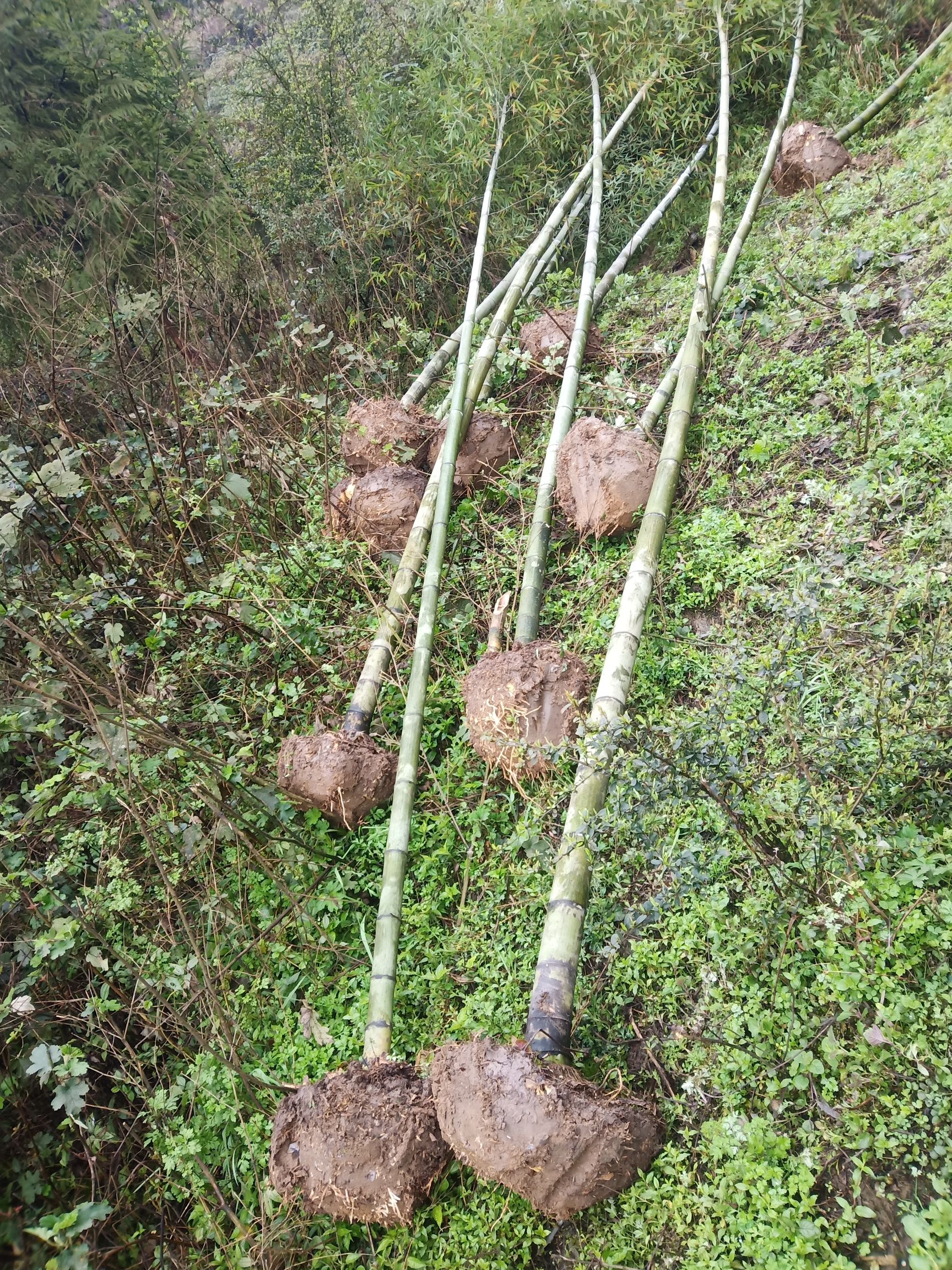  精品楠竹苗1一16公分都有，价格好说