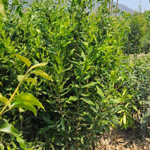 昌宁县夏威夷果苗  夏威夷果嫁接苗，高100公分以上