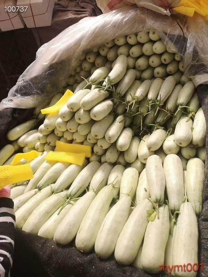 羊角蜜甜瓜 山东莘县博洋甜瓜产地博洋61博洋9号产地直发