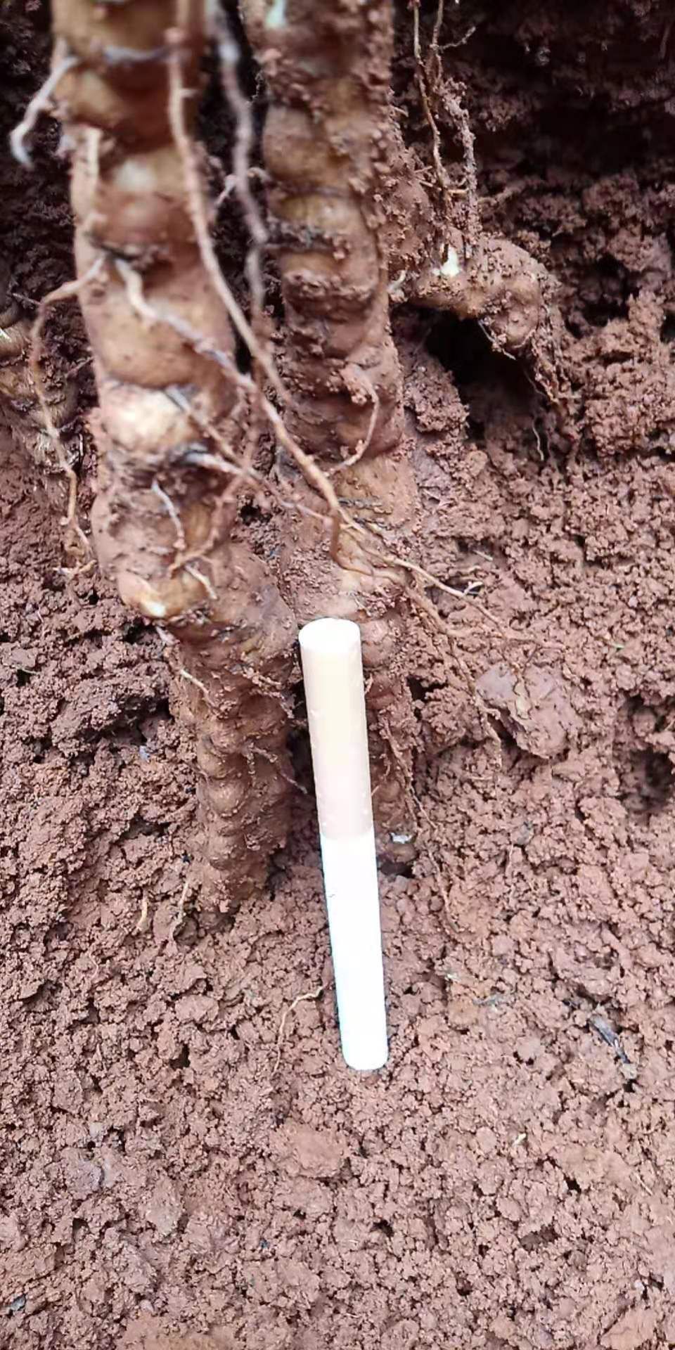 防己种子  江西道地粉防已优质干货种子，并有一百亩种植基