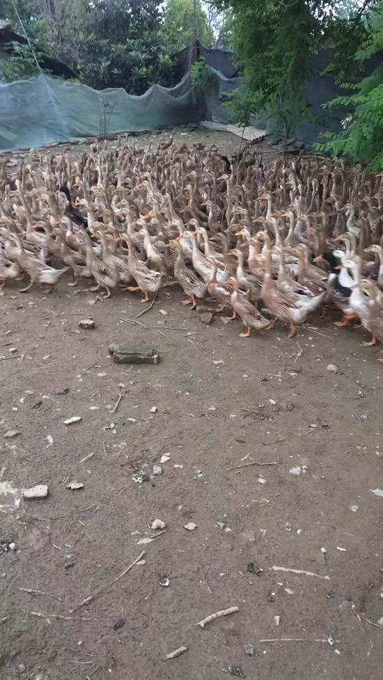 蛋鸭 100天白羽青壳5000只，看中联系