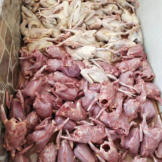定兴县鸽肉  肉鸽，养殖场直销，量大，价格便宜，多买更优惠，有需要联系