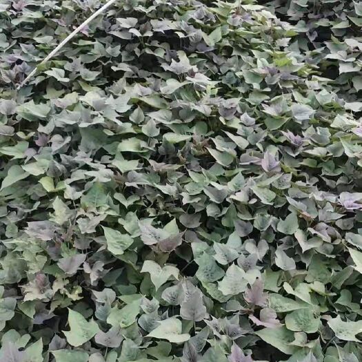 夏津县西瓜红红薯苗  西瓜红种苗优质大量供应免费指导种植